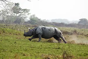 Charging: One-horned Rhinoceros - Charging