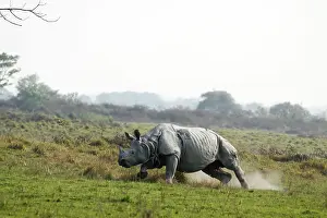 Charging: One-horned Rhinoceros - charging