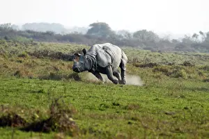 Charging: One-horned Rhinoceros - charging