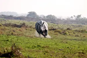 Charging: One-horned Rhinoceros - Charging