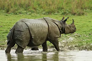 Unicornis: One-horned Rhinoceros, coming out of jungle