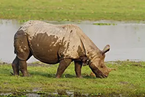 Unicornis: One-horned Rhinoceros feeding near jungle