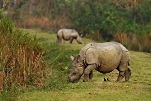 Unicornis: One-horned Rhinoceros feeding on the short