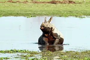 Brahamputra: One-horned Rhinoceros - getting up in the river Brahamputra
