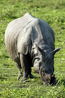 Unicornis: One-horned Rhinoceros - grazing