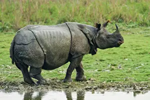 Unicornis: One-horned Rhinoceros out of the jungle