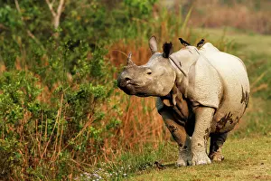 Myna: One-horned Rhinoceros - and Myna