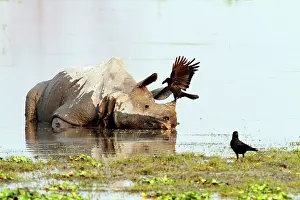 Ravens: One-horned Rhinoceros - & Ravens - in the river