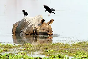 Ravens: One-horned Rhinoceros - & Ravens - in the river