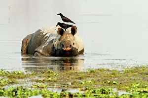 Unicornis: One-horned Rhinoceros - & Ravens - in the river