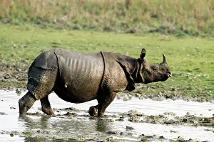 Unicornis: One-horned Rhinoceros - in the swamps
