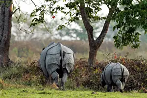 Unicornis: One-horned Rhinoceros - & young one