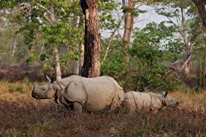 Unicornis: One-horned Rhinoceros and young feeding