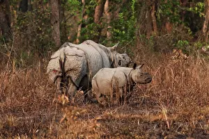 Unicornis: One-horned Rhinoceros and young Kaziranga