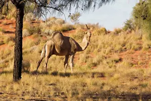 Dromedarius: One-humped Camel / Dromedary / Dromedary Camel