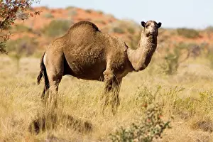 Dromedarius: One-humped Camel / Dromedary / Dromedary Camel