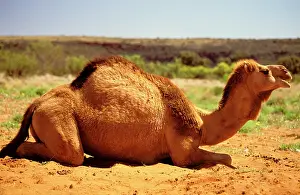 Humped: One-humped Camel / Dromedary - lying down