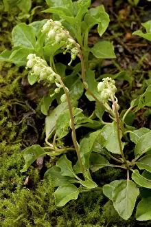 Serrated: One-sided wintergreen or serrated wintergreen
