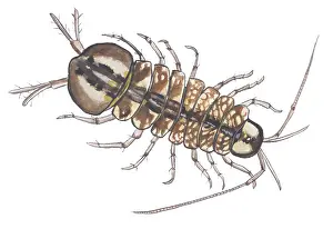Shellfish: one-spotted waterlouse