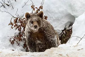 Monochrome: One-year-old European brown bear (Ursus arctos arctos)