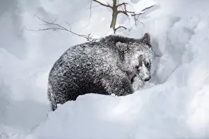 Sideways: One-year-old European brown bear (Ursus arctos arctos)