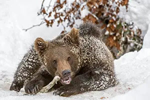 Nibble: One-year-old European brown bear (Ursus arctos arctos)