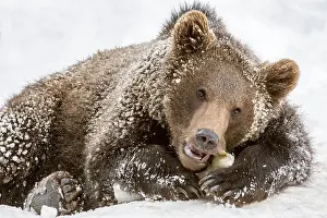 Nibble: One-year-old European brown bear (Ursus arctos arctos)