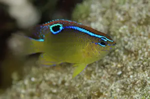 Damsel: Onespot Damselfish - juvenile