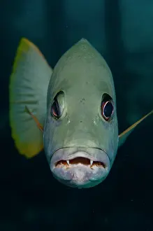 Strait: Onespot Snapper