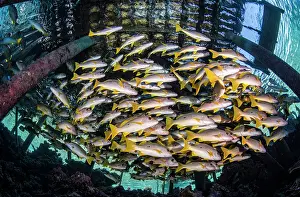 Pontoon: Onespot snapper (Lutjanus monostigma) under a pontoon