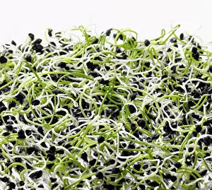 Beansprout: Onion