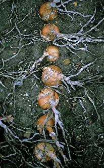Cepa: Onion