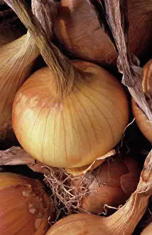 Cepa: Onion