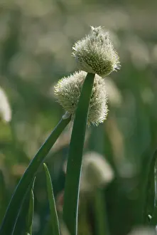 Cepa: Onion