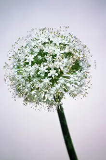 Cepa: Onion