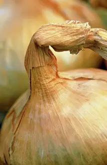 Cepa: Onion