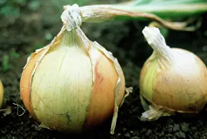 Certified: Onion