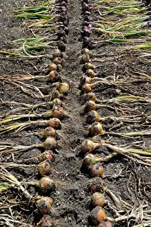 Earthy: Onion