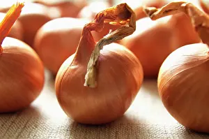 Onion: Onion, Allium cepa