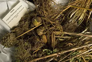 Collected: Onion
