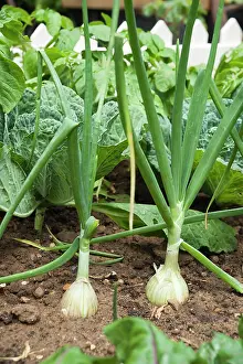 Onion: Onion, Allium cepa, Side view of two onions growing