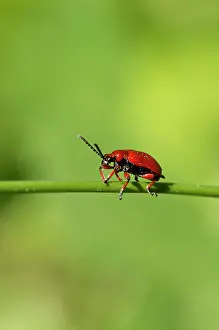 Lilioceris: Onion Beetle (Lilioceris merdigera). Ismanstorp