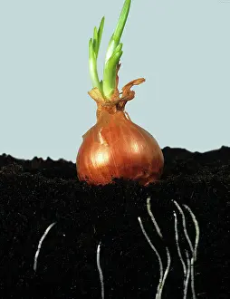 Sprouting: Onion bulb