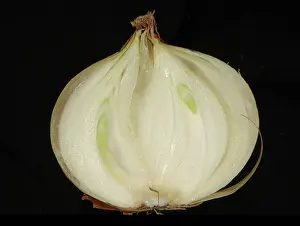 Onion: Onion bulb with soft rot