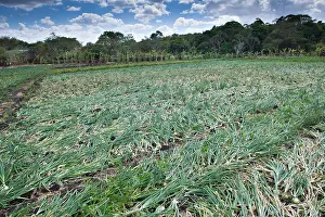Northeastern: Onion cultivation, agriculture, Terabona, northeastern