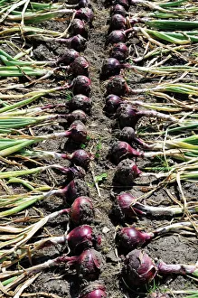 Earthy: Onion