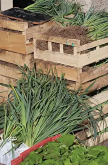 Stacked: Onion