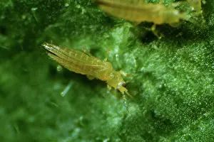 Onion: Onion or tobacco thrips