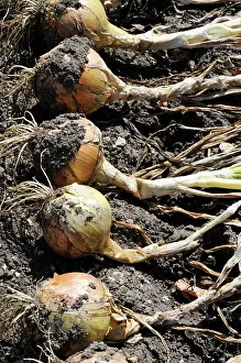 Earthy: Onion