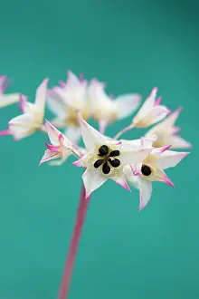 Crispum: Onion